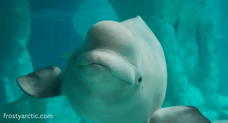 Beluga whales are not dolphins