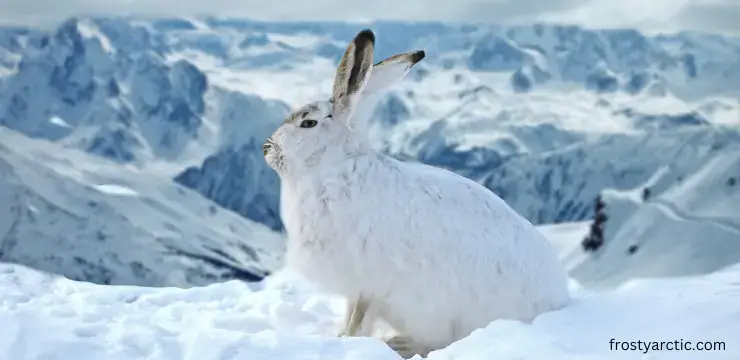 arctic hare food