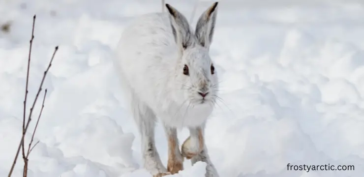 arctic hare fun facts
