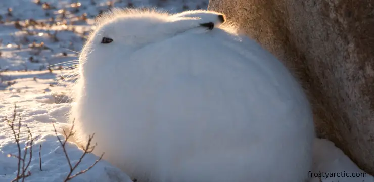 arctic hare in cold
