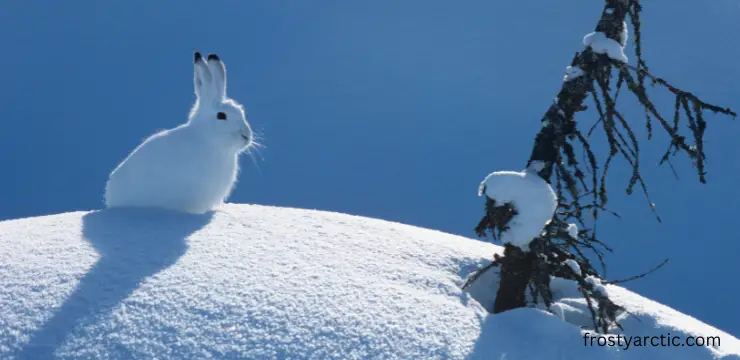 arctic hare Disguise