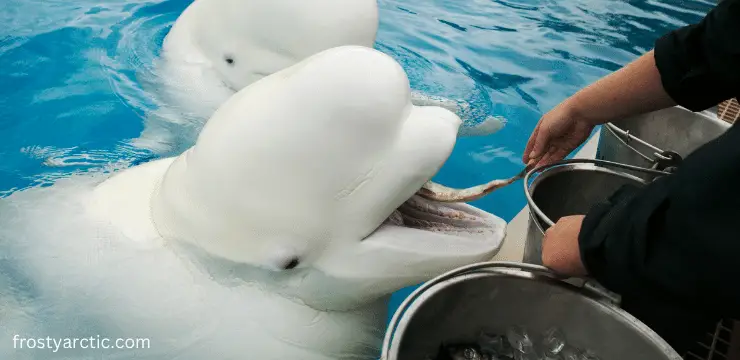 Beluga whales are eating