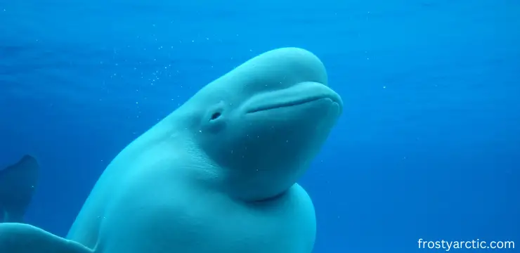 beluga-whale
