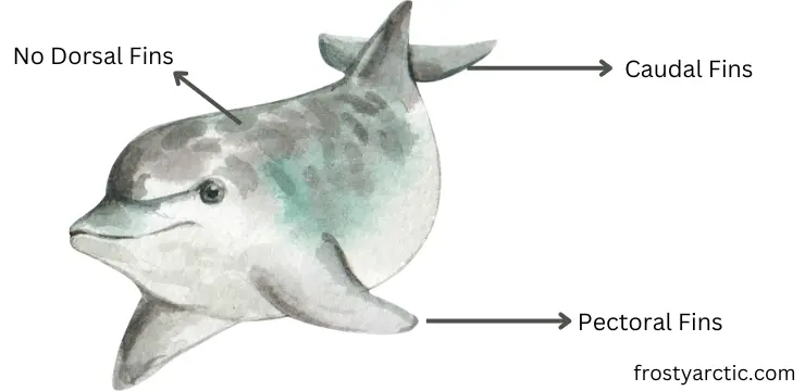 beluga whale fins