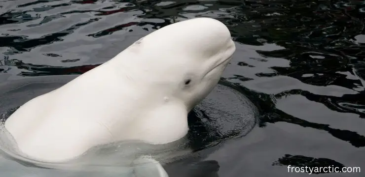 beluga whale knee