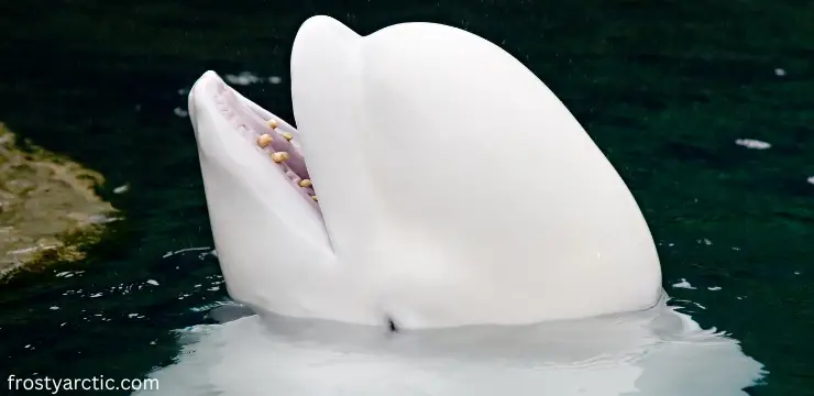 beluga whale teeth