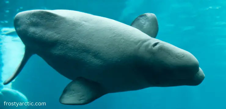 beluga whales extinct
