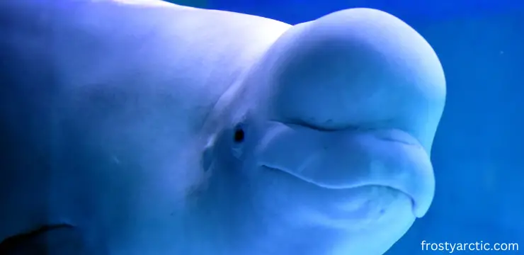 beluga whales eye