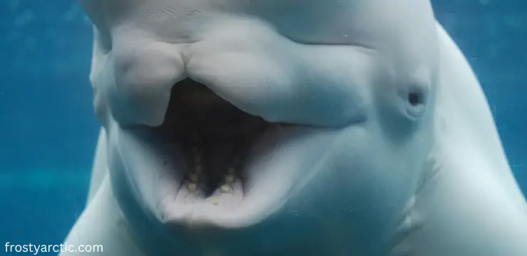 do beluga whales have teeth