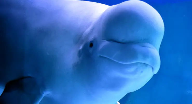 pregnant beluga