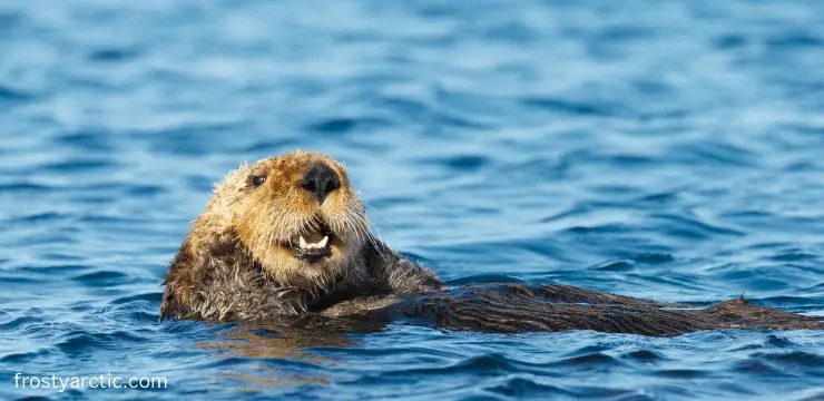 sea otter live
