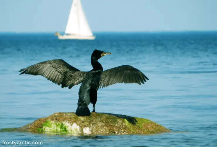 Cormorant on island
