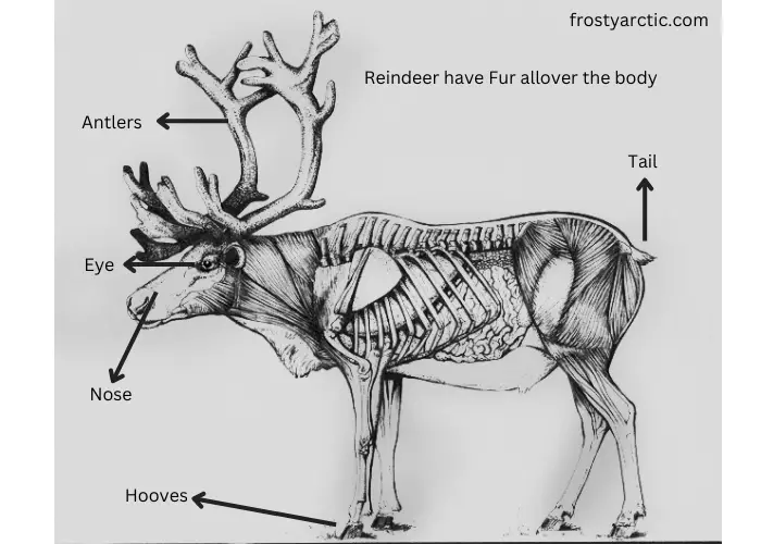 Reindeer anatomy