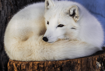 are arctic foxes cats or dogs