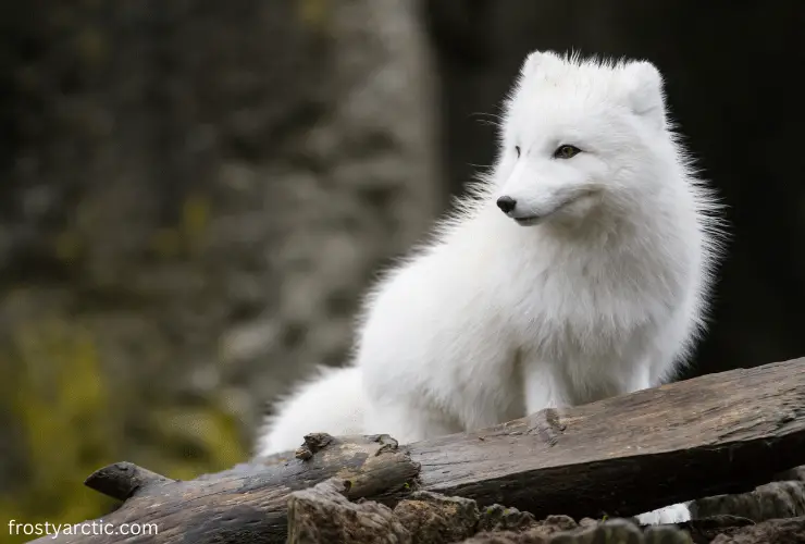 arctic fox habitat
