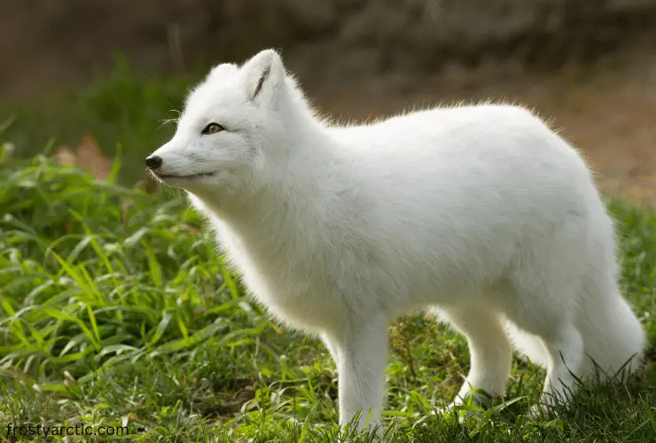 arctic fox fur