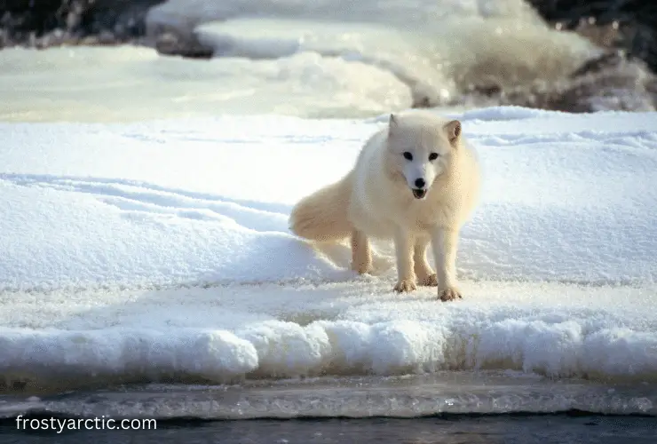 arctic fox predetors