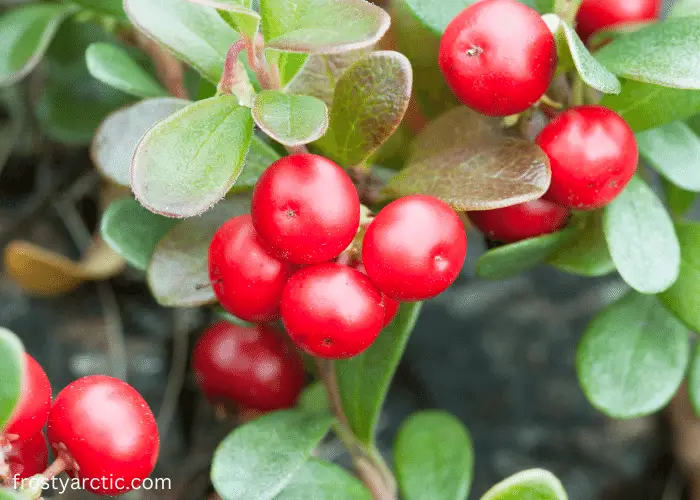 bearberry fruit