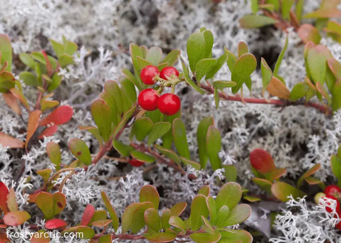 bearberry in arctic
