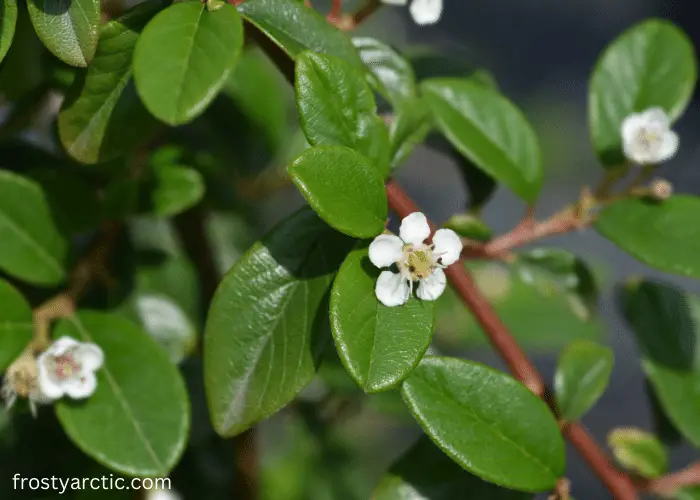 bearberry leaves