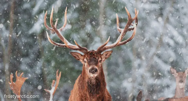 do-female-reindeer-have-antlers-frosty-arctic