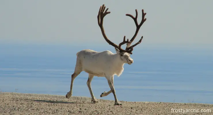 reindeer antlers