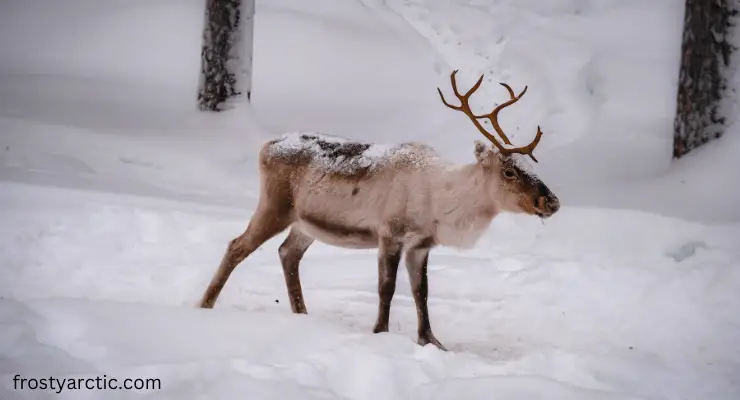 reindeer arctic tundra