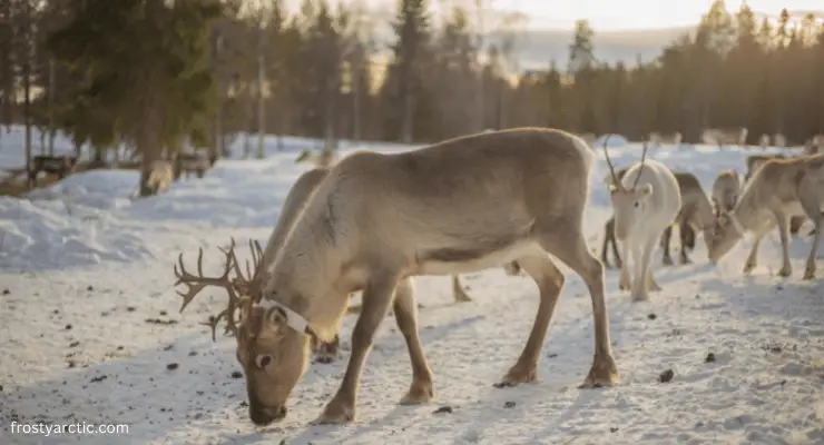 reindeer eating behaviour