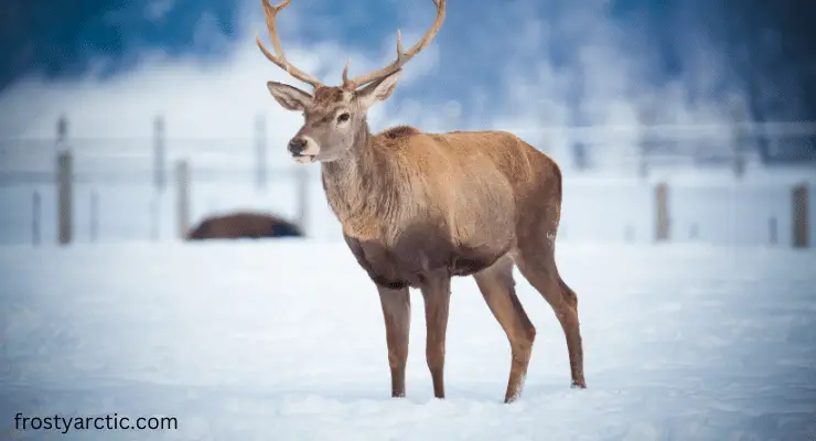 reindeer in north pole