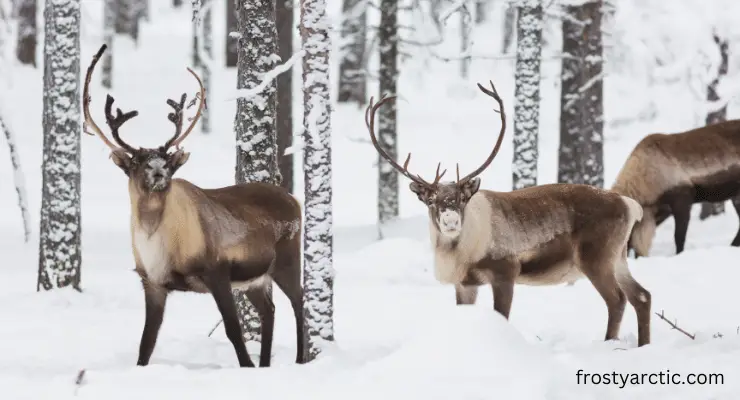 reindeer making sound