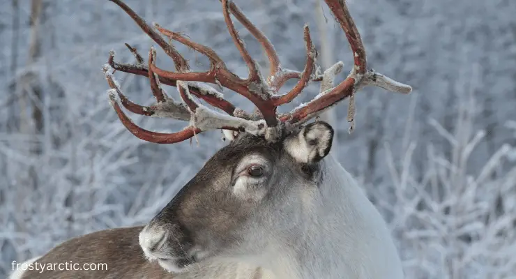 reindeer with antlers