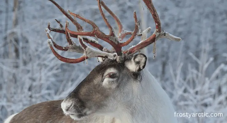 friendly reindeer