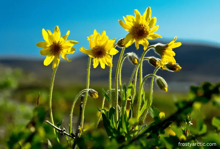 Alpine Arnica (Arnica Angustifolia)| The Perennial Flowering Plants ...