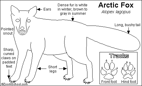 arctic fox adaptation diagram
