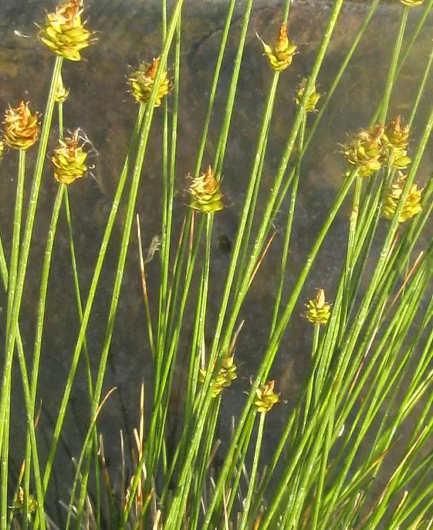 Carex-capitata