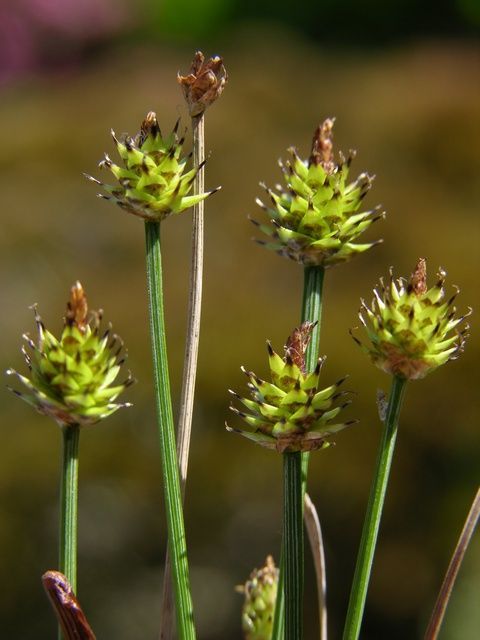 Carex-capitata