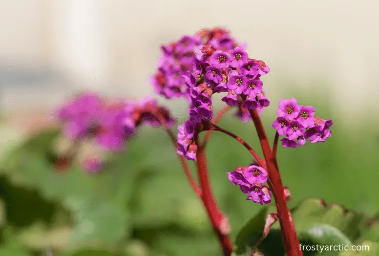 Purple Saxifrage flower