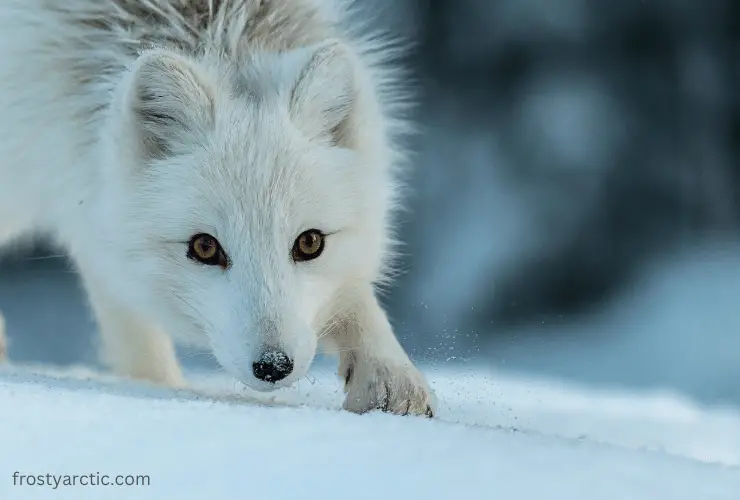arctic-fox