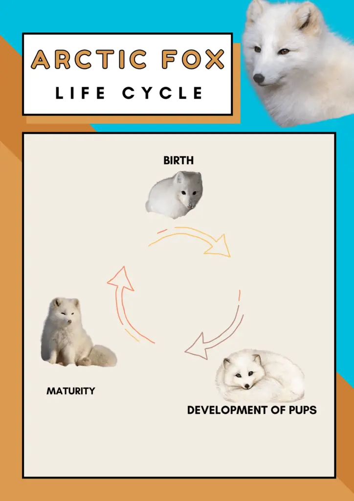 arctic fox life cycle