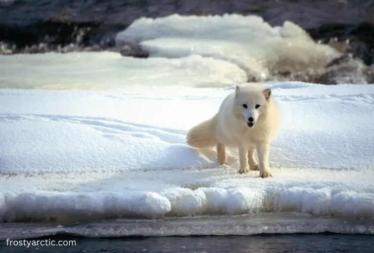 arctic fox ready to swim