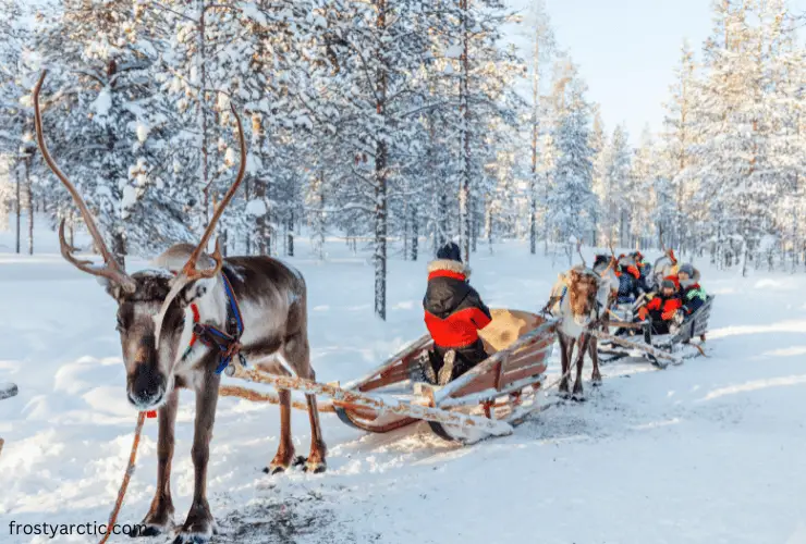 reindeer as carriers