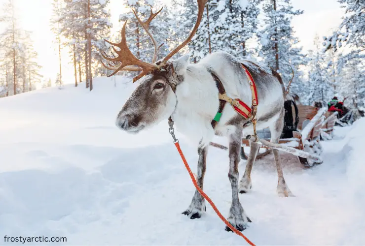 reindeer helping human