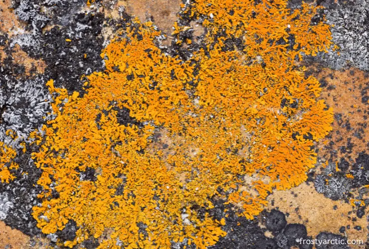 Crustose Lichens