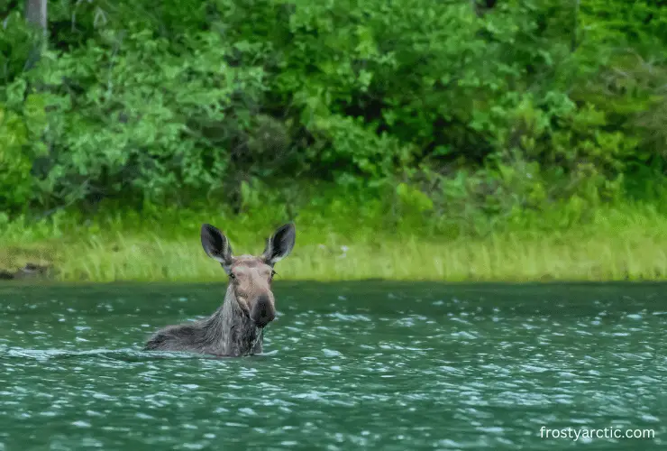 baby moose swim