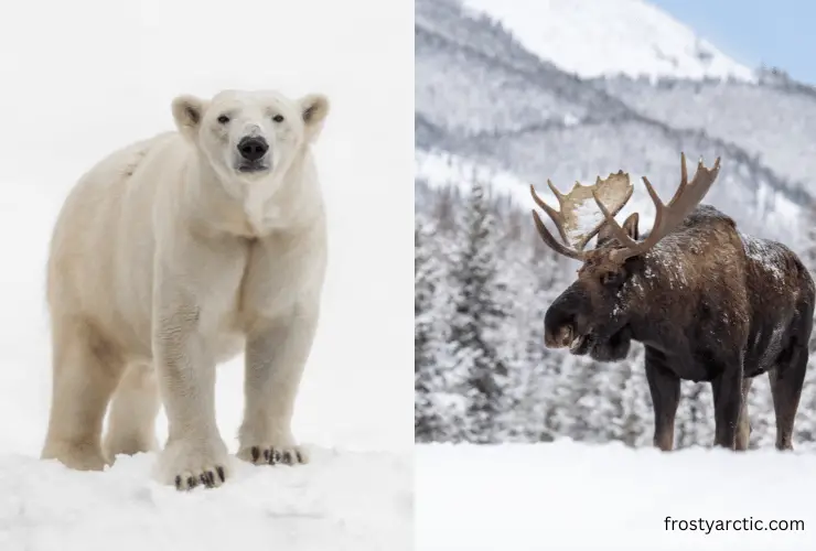 moose and polar bear