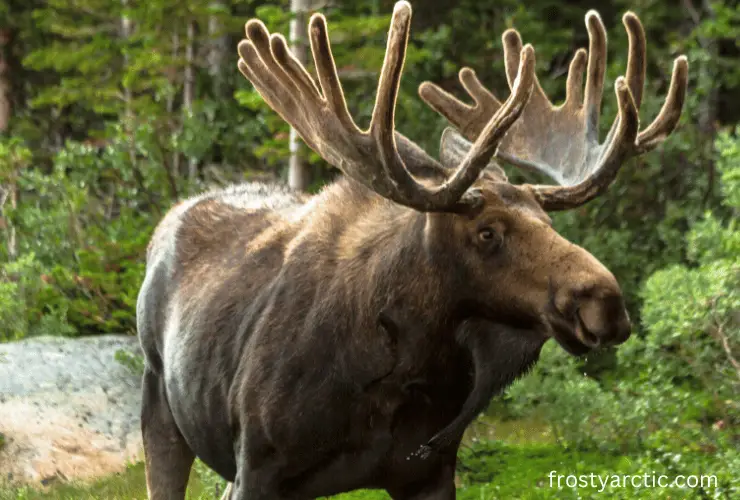 whitetail-deer-shedding-the-velvet-on-its-antlers-natureismetal
