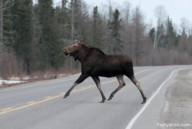 moose on road