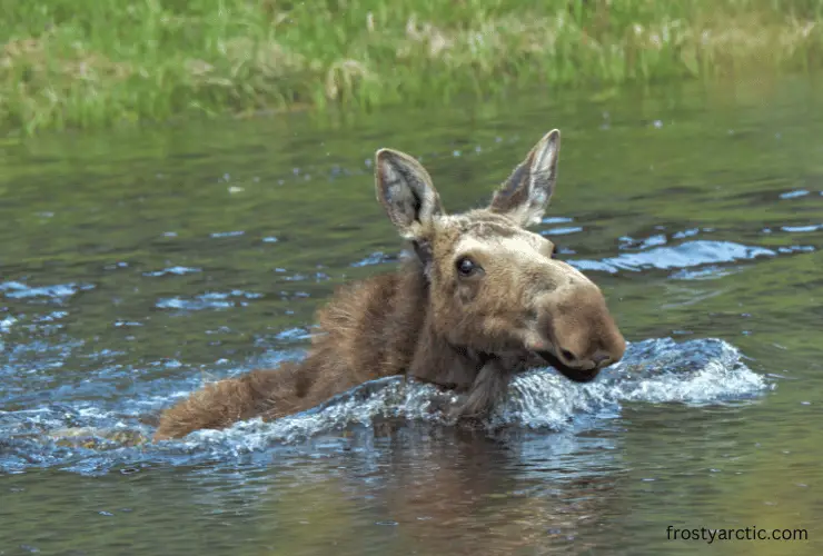 moose swimming in water