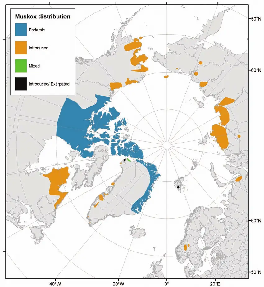 global distribution of musk oxen