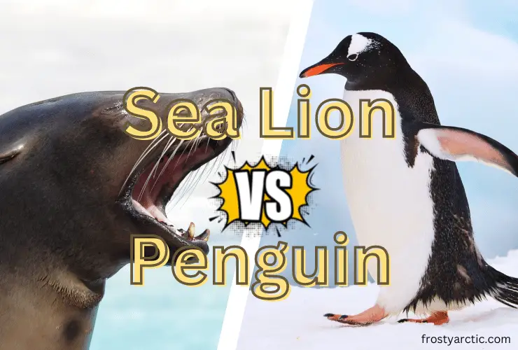 sea lion vs penguin